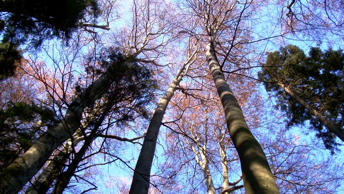 Pădurea Şinca FOTO ARHIVA ADEVĂRUL