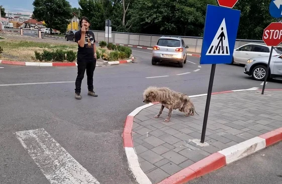 Calvin abia mai reușea să stea în picioare FOTO: Ajutați-l pe Lăbuș
