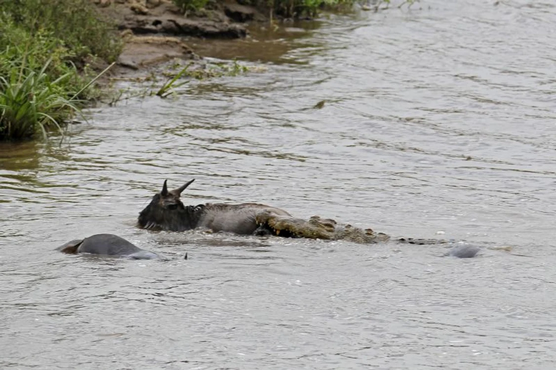 Hipopotamul nu s-a temut de crocodil (Foto: Photoland/Caters)