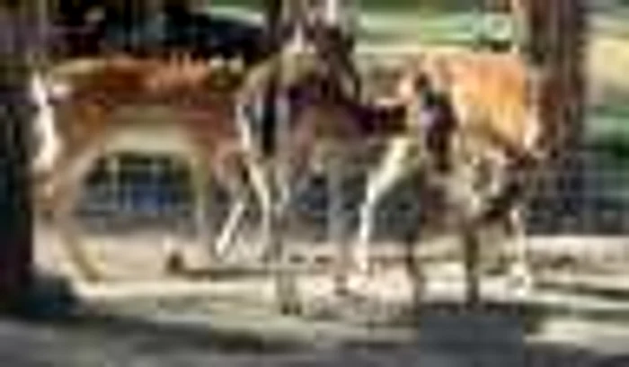 Mica femelă de cerb lopătar poate fi admirată la Gradina Zoo 