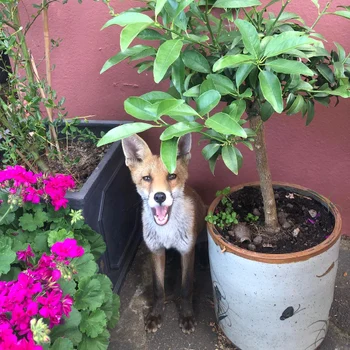 Kate Beckinsale vulpe jpg