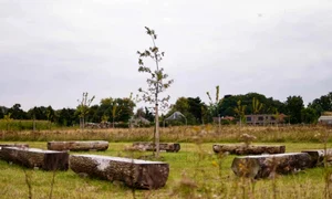 cimitir ecologic1 jpg