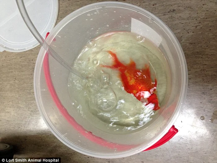 După câteva minute de la operaţie, George şi-a revenit miraculos şi a început să fie vioi