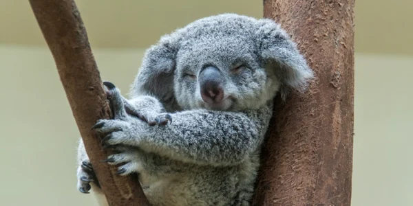 Urs koala FOTO Shutterstock