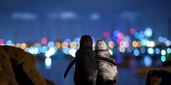 Pinguini vaduvi