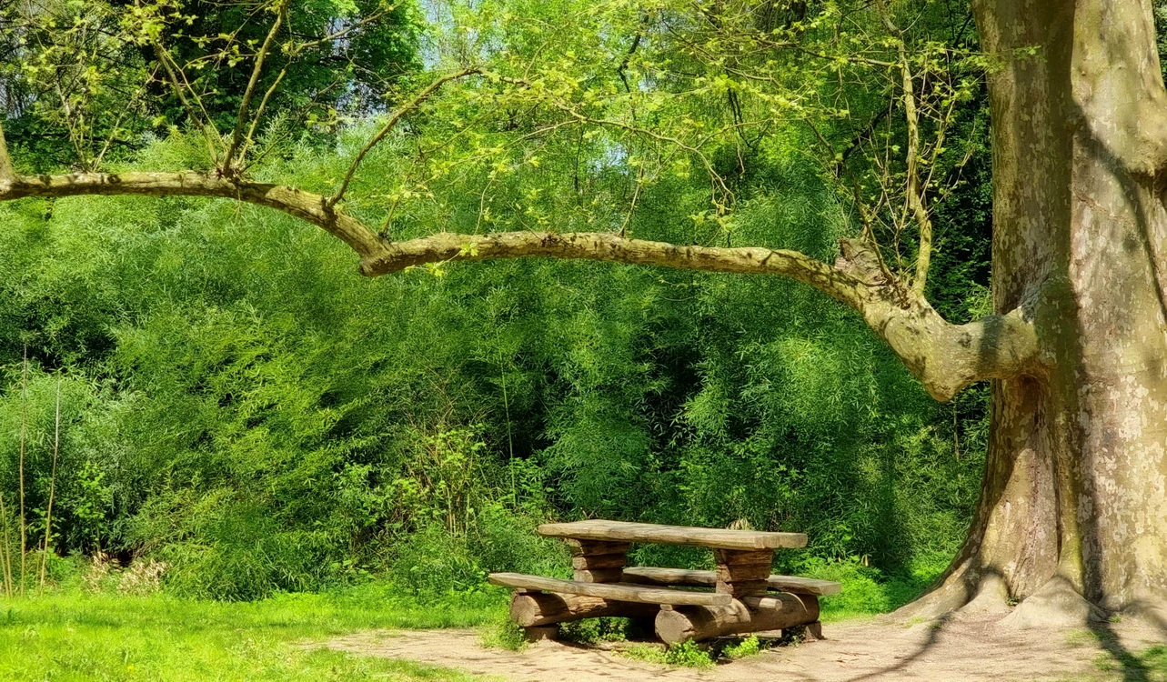 Parcul dendrologic Simeria