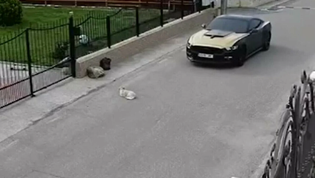 Cățel, lovit intenționat de șoferul mașinii FOTO: Protv