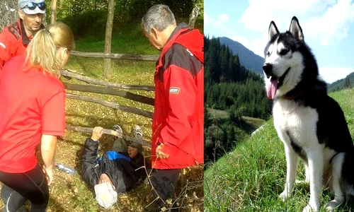 husky jpeg
