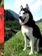 husky jpeg