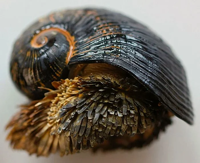 Melcul cu picior solzos. Foto: Pinterest