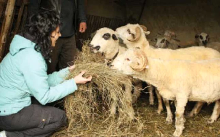 Fetele preferă să hrănească animalele  