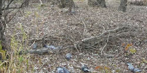 Porumbei morţi în zona Tătaru