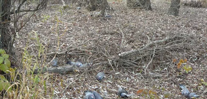 Porumbei morţi în zona Tătaru