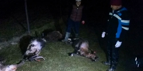 doicesti animale otravite