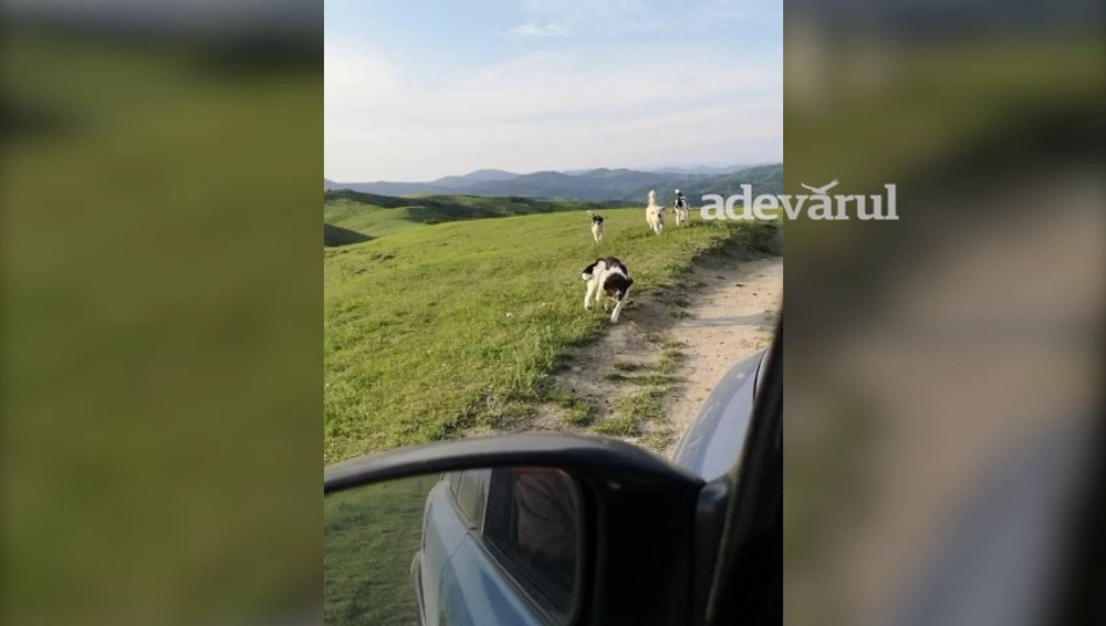 Localnicii dintr-un cătun izolat, terorizați de animale extrem de agresive. Nu mai pot merge nici să-și ia apă VIDEO