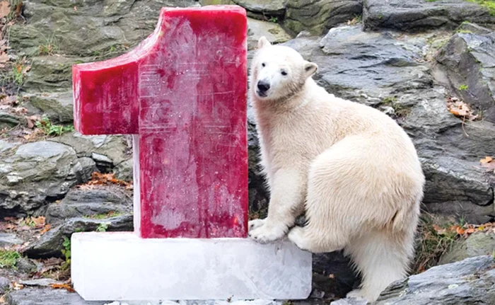 
    Hertha petrece la maximum că, vorba aia: o dată în viaţă împlineşte un anişor!  