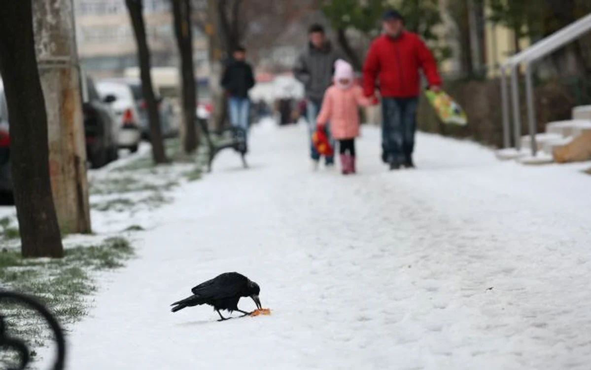 Vietăţile încă găsesc surse de hrană şi în zăpadă