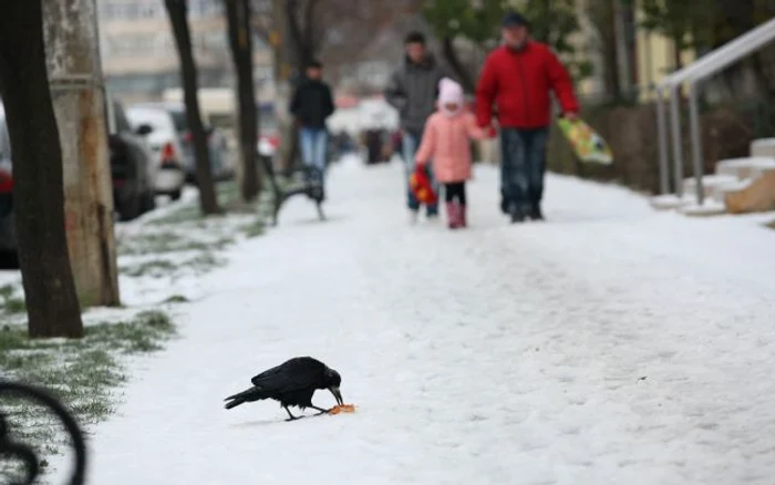 Vietăţile încă găsesc surse de hrană şi în zăpadă