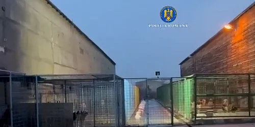perchezitii dosar eutanasiere caini fara stapan captura Politia R png
