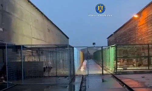 perchezitii dosar eutanasiere caini fara stapan captura Politia R png