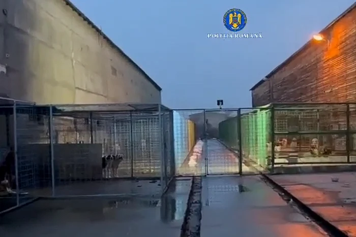 Ancheta vizează eutanasierea ilegală a câinilor fără stăpân. FOTO captură Poliția Română