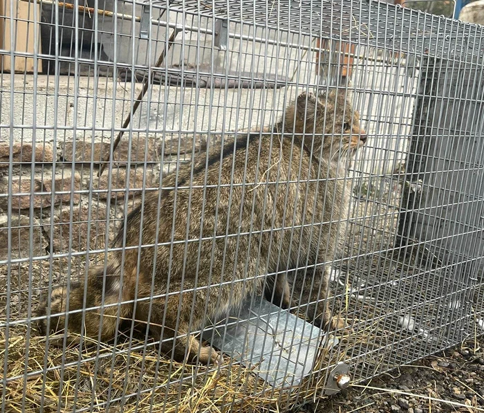 Pisica sălbatică a fot prinsă de săteni. FOTO:  OPMCB Cluj