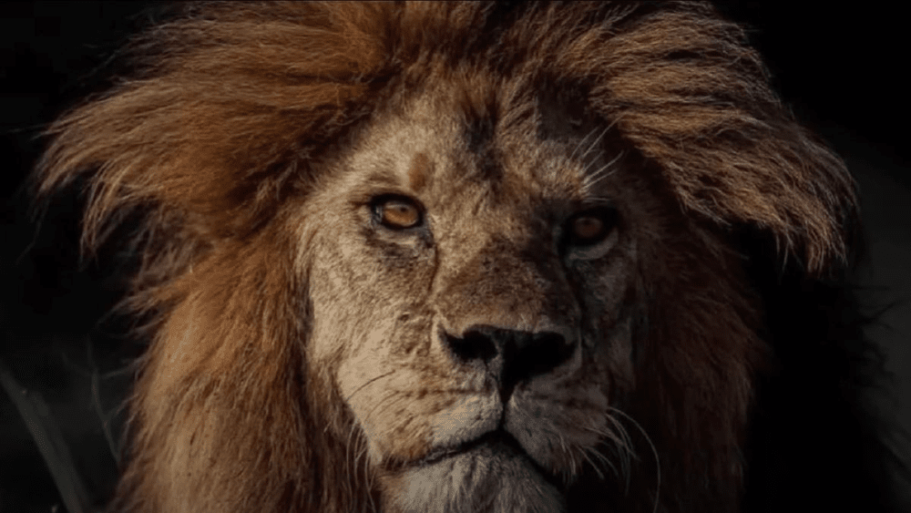 Tanzania: Leul Bob Junior, cunoscut şi ca „regele din Serengeti“, a fost ucis de rivali VIDEO