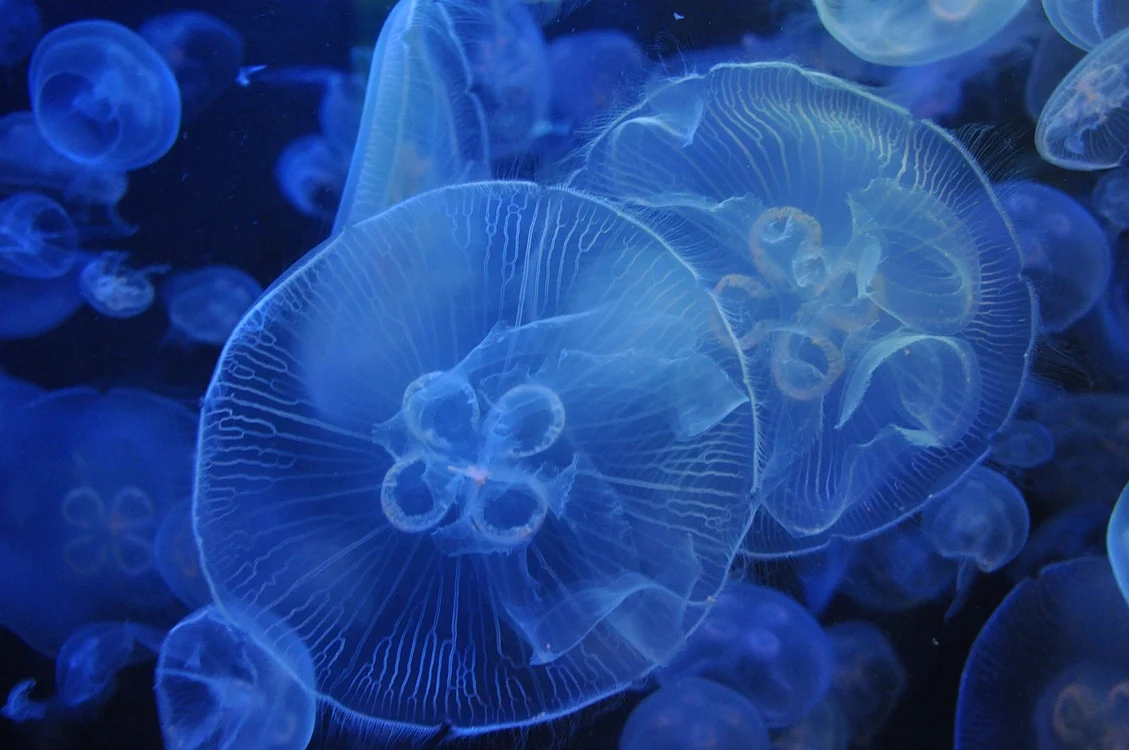 În Marea Neagră trăiesc multe specii de meduze / foto: Pixabay