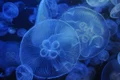 jellyfish 3814142 1280 jpg