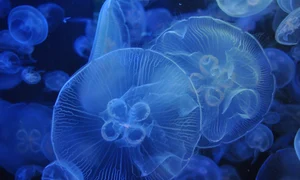 jellyfish 3814142 1280 jpg