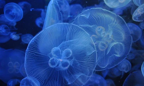 jellyfish 3814142 1280 jpg