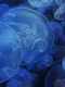 jellyfish 3814142 1280 jpg