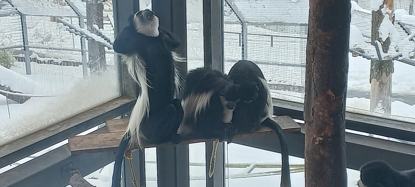Animalele exotice stau la căldură și primesc suplimente FOTO Ioan Buciumar
