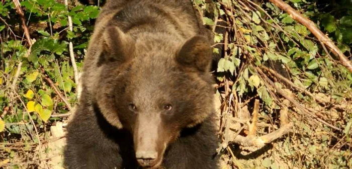 Utsul a rămas captiv în laţul unui gard