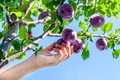 prun prune istock jpg