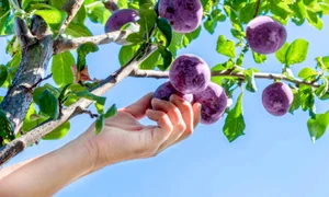prun prune istock jpg