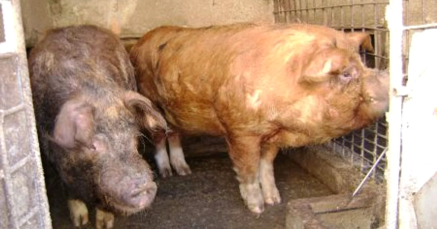 Mehedințenii care sacrifică porcul în gospodărie vor scăpa, anul acesta, de amenzi