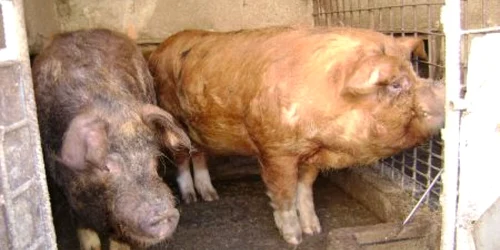 Mehedințenii care sacrifică porcul în gospodărie vor scăpa, anul acesta, de amenzi