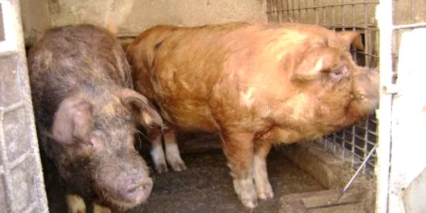 Mehedințenii care sacrifică porcul în gospodărie vor scăpa, anul acesta, de amenzi