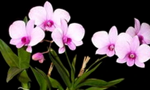 1 47068 original jpg jpeg