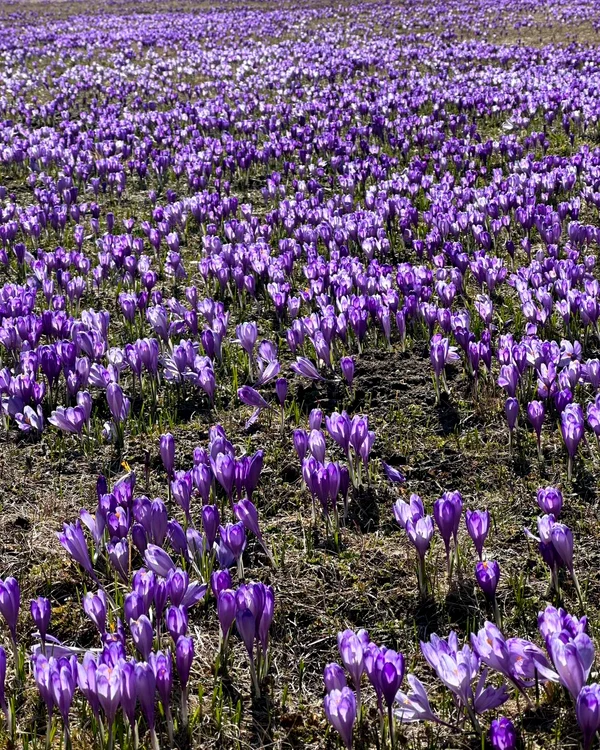 Au apărut brândușele în Munții Bucegi. FOTO Asociația Padina - Peștera / Facebook
