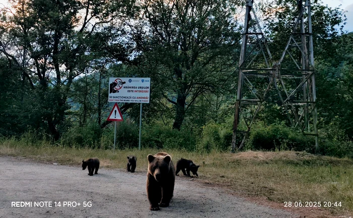 Ursoaică cu trei pui pe Transfăgărășan la Vidraru Argeș Foto Daciana Stoica pentru Adevărul