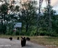 Ursoaică cu pui în zona Vidraru Foto Daciana Stoica Redmi Note 14+ 5G