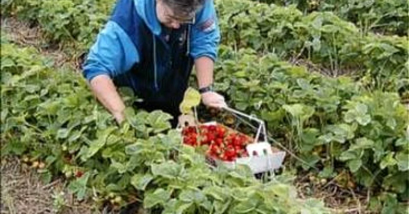Noile dări către stat sunt văzute de reprezentanţii agricultorilor drept o formă mascată de a "dijmui" subvenţiile de la Uniunea Europeană