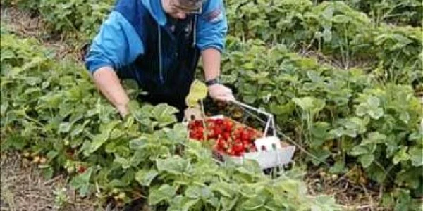 Foarte mulţi români au părăsit ţara pentru a munci în agricultură în străinătate