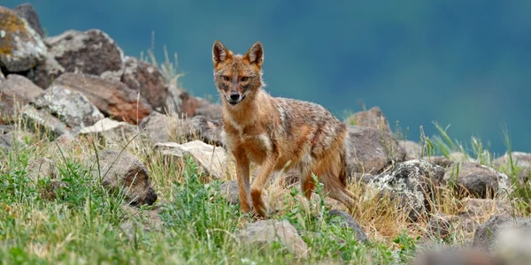 Sacal auriu FOTO Shutterstock