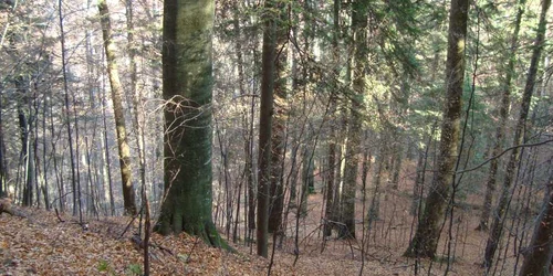 Pădurea de la Șinca, județul Brașov