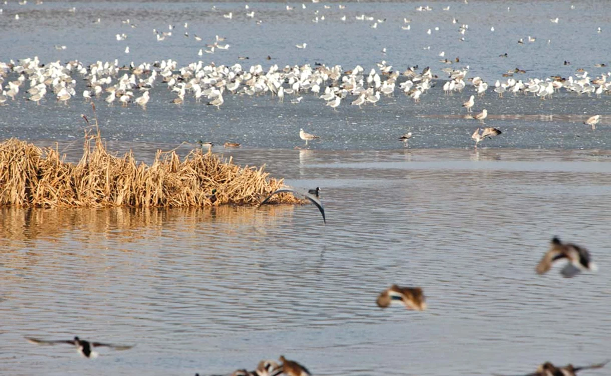 
    Mii de pescăruși s-au stabilit pe lacul FloreascaFotografii: Florin Şuler  