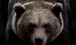 brown bear 7591629 1280 jpg