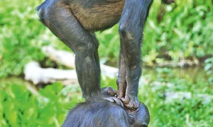 CLIIMA20121019 0070 1 jpeg